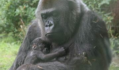 Nieuwe gorilla in Antwerpse Zoo
