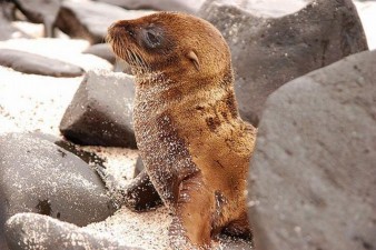 Nieuwe baby-zeeleeuw voor Boudewijn Seapark