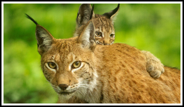 In het wildpark sta je ineens oog in oog met deze lynx... Foto: Het Domein van de Grot van Han