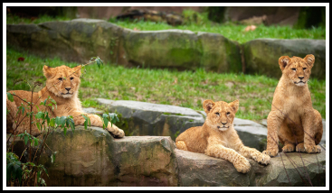 Verken het dierenrijk in ZOO Antwerpen. Foto: ZOO Antwerpen © Jonas Verhulst