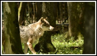 ...of deze wolf. Foto: Het Domein van de Grot van Han