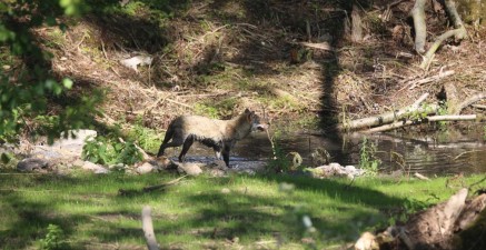 Slapen tussen wolven en beren in Pairi Daiza